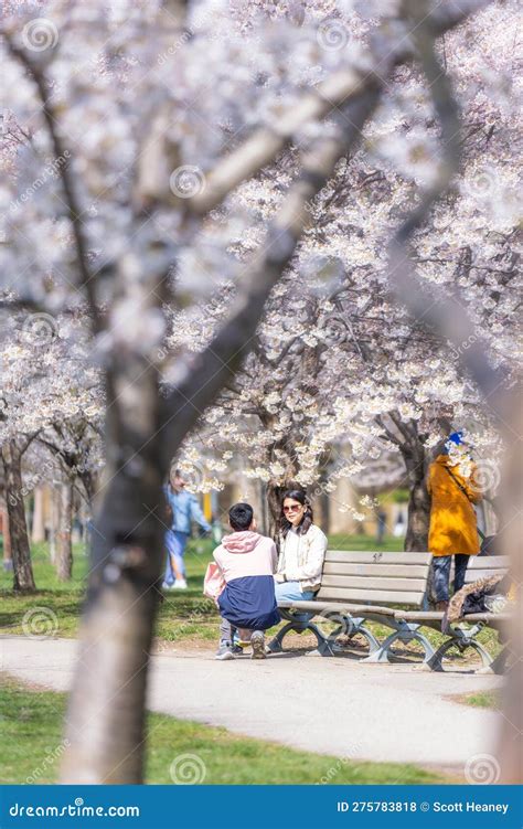 People Outside Enjoying The Cherry Blossoms In Trinity Bellwoods Park