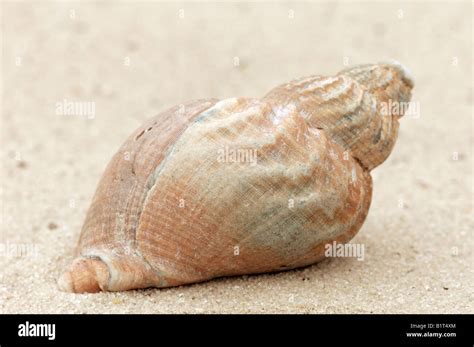 Whelk Seashells Hi Res Stock Photography And Images Alamy