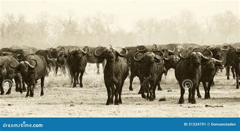 African Buffalo Herd stock image. Image of mammal, plain - 31334791