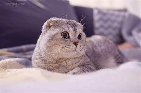 Hình Nền Con Mèo Dễ Thương Cute Ngộ Nghĩnh Nhất