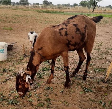 Bala Ji Goat Farms Jaipur Wholesaler Of Goat And Sirohi Female Goat