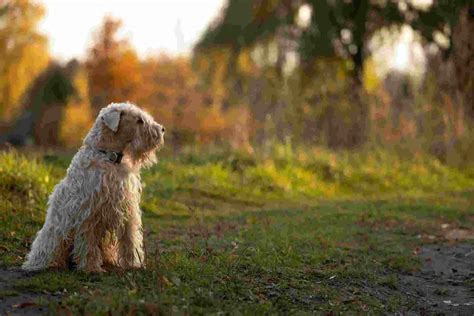 Wheaten Terrier Border Collie Mix Breed Guide - BorderCollieTalk