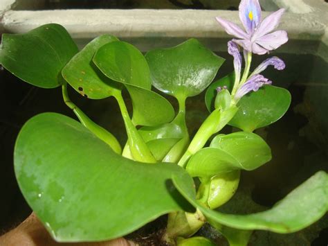 As diferenças das plantas aquáticas e terrestres PlantaSonya O seu