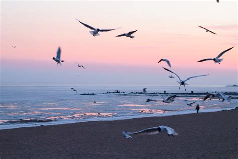 Photo of Flying Seagulls On Beach · Free Stock Photo