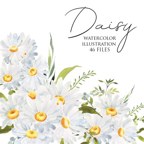 Watercolor Daisy Clipart Floral Illustration Chamomile Spr Inspire