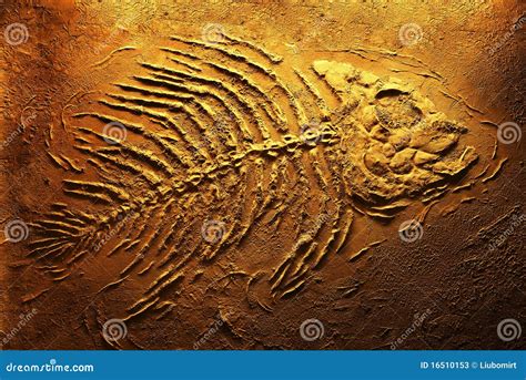 Piranha Skeleton Stock Image Image Of Imprint Science 16510153