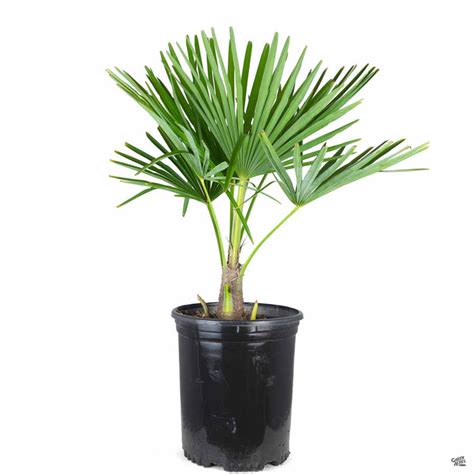 Windmill Palm — Green Acres Nursery And Supply