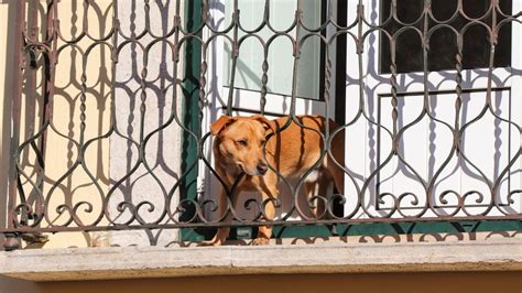 Lesioni Colpose Causate Da Un Cane Obbligo Di Custodia E Controllo Del