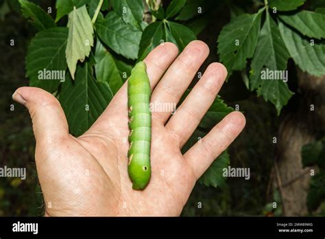 Pandora Sphinx Moth Caterpillar Eumorpha Pandorus Stock Photo Alamy