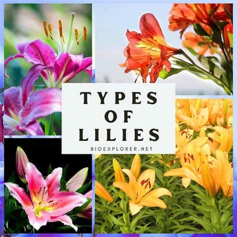 Lily Flowers 150 Types Of Lilies True Lilies Non True Lilies