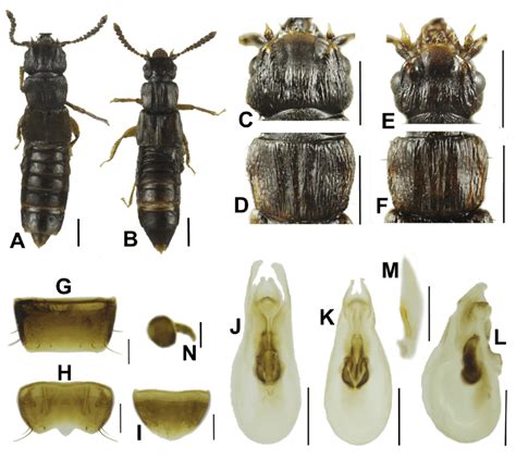 Anotylus Rectisculptilis Sp Nov A Habitus Male B Habitus Female