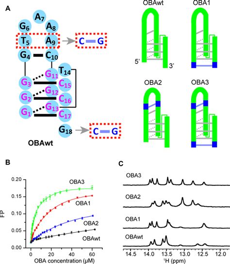 Secondary Structures And Function Of The Original OBA Aptamer OBAwt