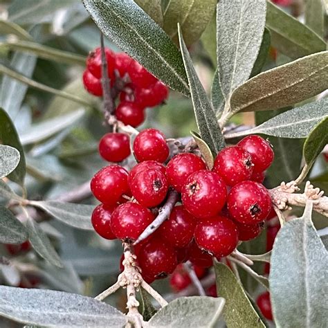 Silver Buffaloberry Shepherdia Argentea 50 Seeds Oak Summit Nursery