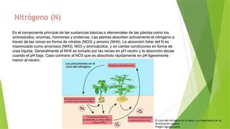 Los Nutrimentos Como Componentes De La Celula PPT