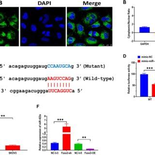 Foxo Directly Targets Mir A A Subcellular Distribution Of Foxo