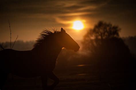 Wild Horse Running Art Photography Print Golden Sunset At Dusk Wild