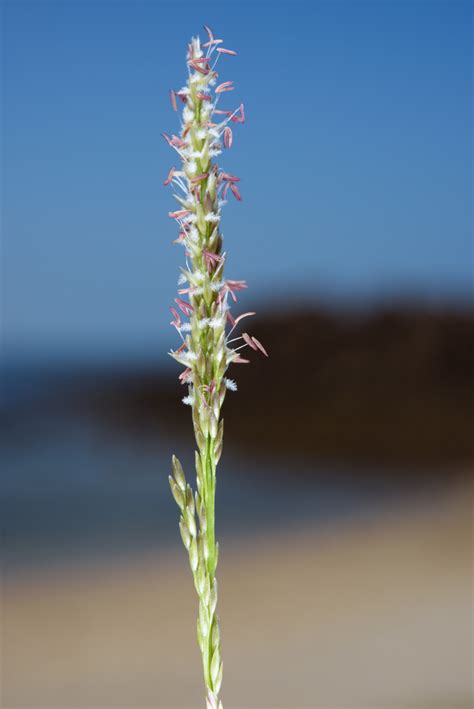 Seashore Dropseed Tropical Salt Marsh Plants Of The Gulf Of Carpentaria Region · Biodiversity4all