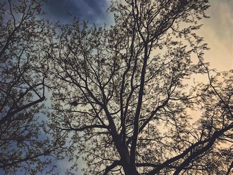 Premium Photo | Beautiful trees and sky at sunset in spring