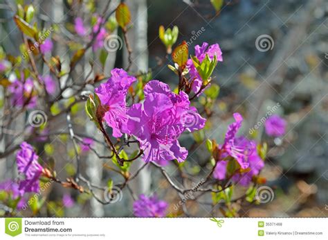 Flores Do Rododendro Mucronulatum Do Rododendro Foto De Stock