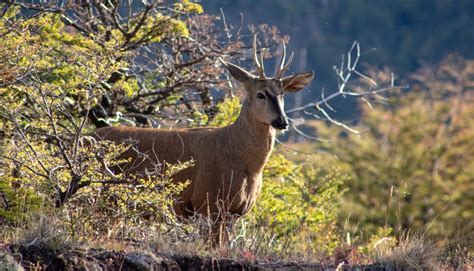 Aprueban Plan Para La Conservaci N Del Huemul En La Cordillera De Uble