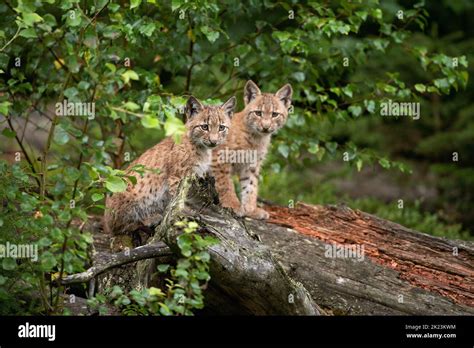 Eurasian Lynx Hiding In The Forest Small Lynx Hiding In The Bushes