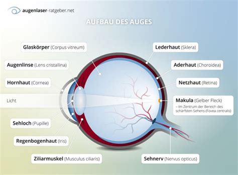 The Structure Of An Eye With All Its Parts Labeled On It Including The