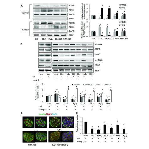 Salidroside Relieved Oxidative Stress And Inhibited Apoptotic Cascade