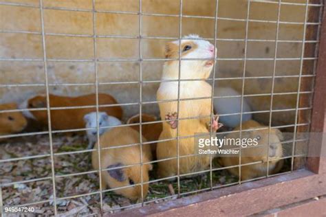 48 Guinea Pig Ecuador Stock Photos, High-Res Pictures, and Images ...