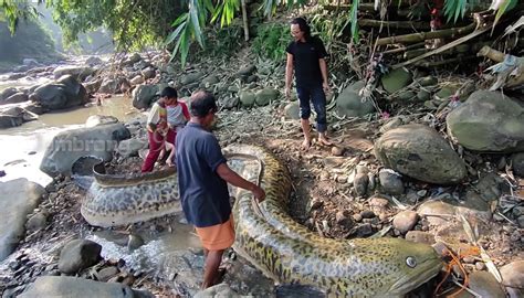 Orang Ramai Terkejut Dengan Penemuan Seekor Belut Raksasa Di Anak Sungai