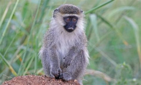 Vervet Monkey | The Animal Facts | Appearance, Diet, Habitat, Lifespan