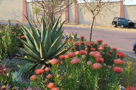 A Client S Beautiful Indigenous Garden Combining Aloes With Fynbos