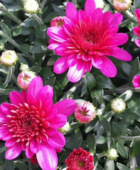 Pink Frenzy Hardy Mum Hardy Mums Garden Planters Garden