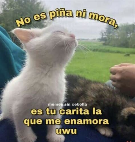 Gatitos Con Frases De Amor