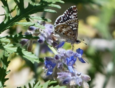 Schmetterling Blumen Pflanzen Kostenloses Foto Auf Pixabay Pixabay