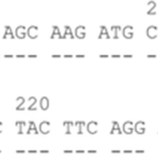 Alignment Of The Exon Sequence Of The Novel Hladrb Allele