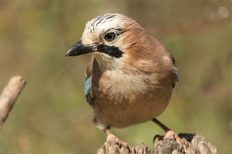 Geai Des Chênes Garrulus Glandarius Le Jardin Des Oiseaux