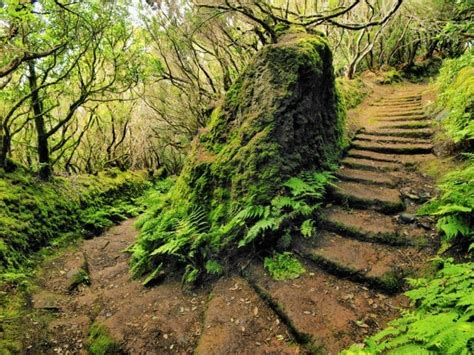 Bosques De Laurisilva Canaria M S Importantes De Canarias