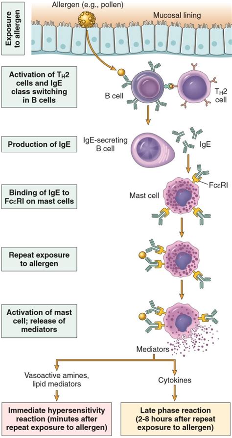 Hypersensitivity Type I Mechanism And Clinical Manifestation Microbe