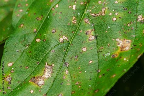 Symptoms of rust leaf disease caused by rust Puccinia Stock Photo | Adobe Stock