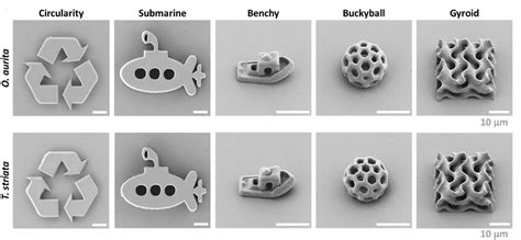 Green Printing Revolution With Microalgae For Biocompatible 3D Structures