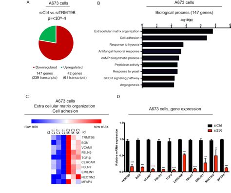 Transcriptome Analysis Of A Cells Upon Trmt B Knock Down A The