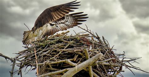 Red-Tailed Hawks Nesting: A Majestic Display of Avian Parenthood - The ...