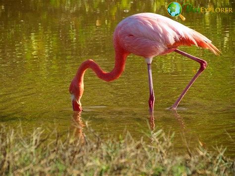 What Do Flamingos Eat? | Flamingos Diet | What Eats Flamingos?