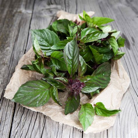 Basil Seeds - Thai | Herb Seeds in Packets & Bulk | Eden Brothers