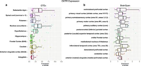 Oxytocin Receptor Oxtr Gene Expression In The Female Human Brain