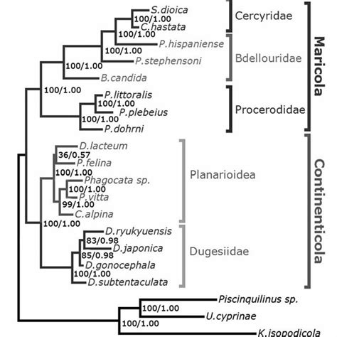 Maximum Likelihood Tree Inferred From S Rrna Gene Sequence Data