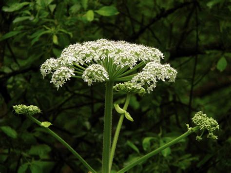 Giant Hogweed And Its Look Alike That S Far More Friendly