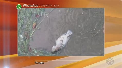 Peixes S O Encontrados Mortos Em Lagoa Do Parque Municipal De Urup S