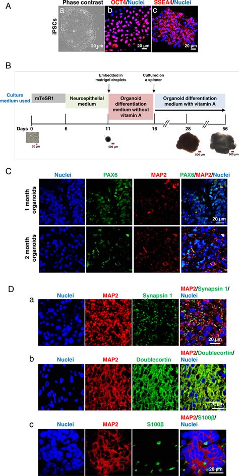 Characterization Of Human Induced Pluripotent Stem Cells Ipscs And