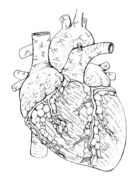 Anatomia Cardiaca Umana Disegno Dettagliato Illustrazione In Bianco E